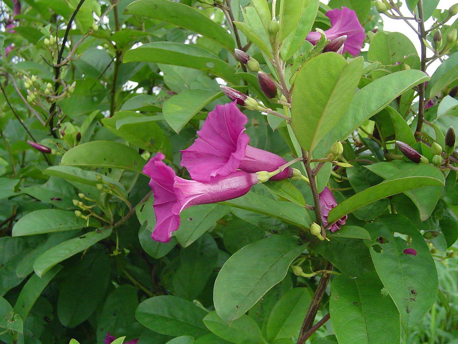 Argyreia obtusifolia